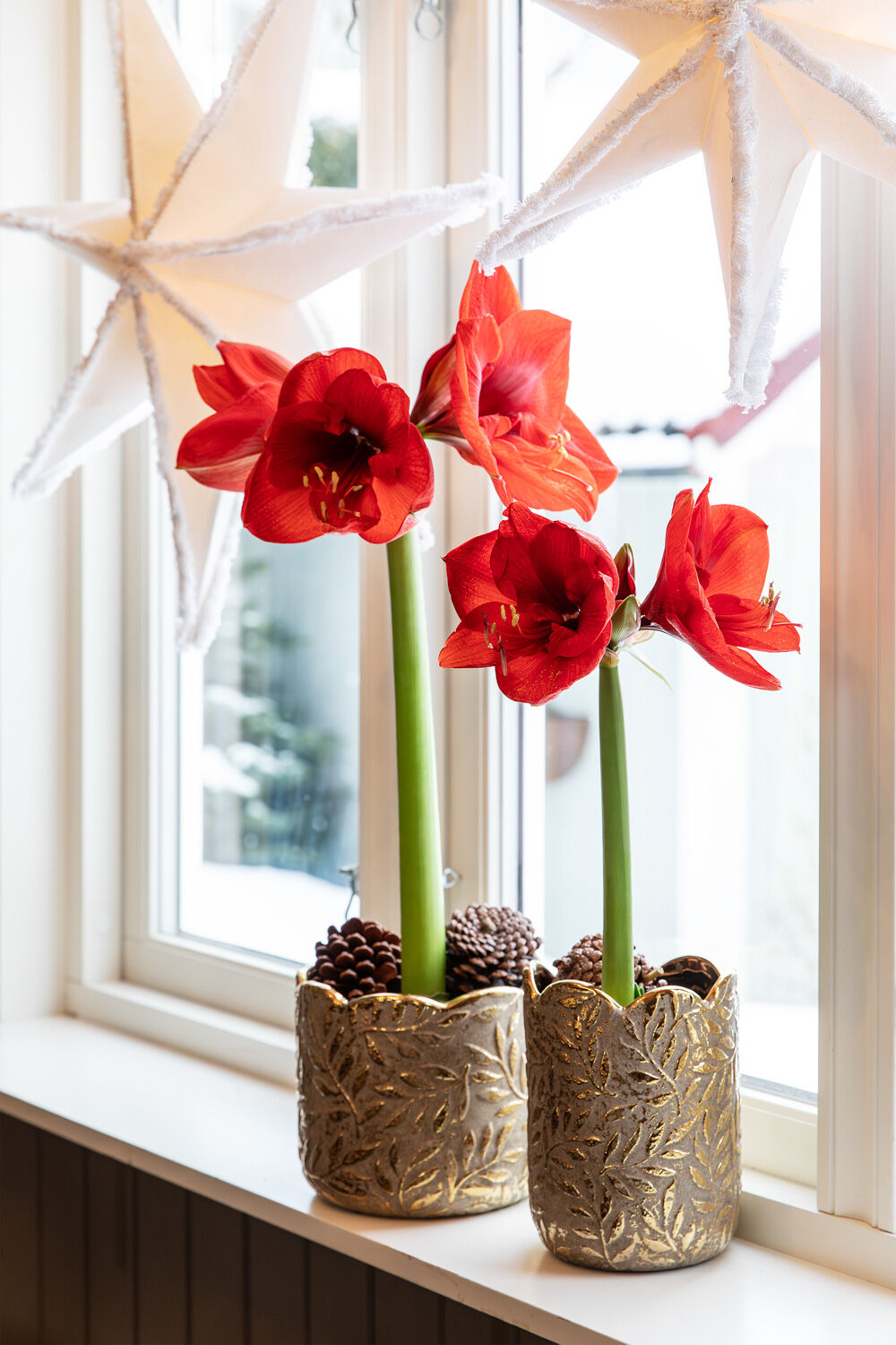 Amaryllis l&oslash;k